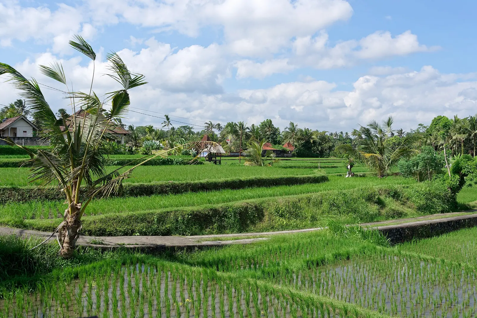 Green rice terraces and palm trees near Ubud